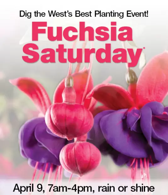 Fred Meyer Fuchsia Event  Saturday 