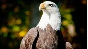 Point Defiance Zoo & Northwest Trek: Free Admission for Military & Veterans on Veterans Day!