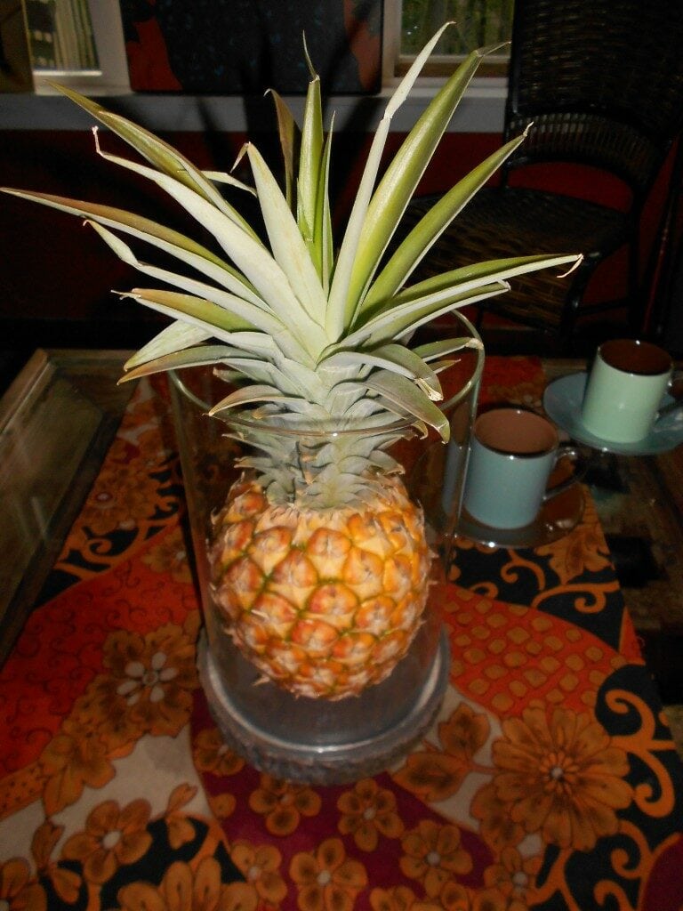 QFC – Dole Pineapples for $1 Ea (Make Great Centerpieces Too)