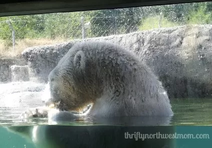 point defiance zoo polar bear feeding