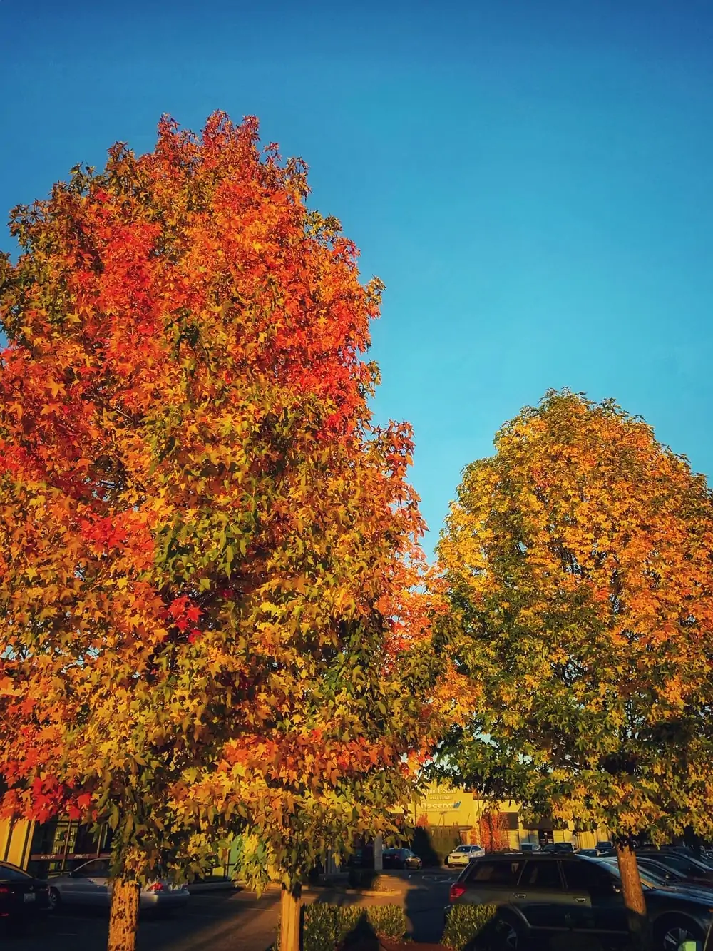 Places to view Autumn Leaves in the NW