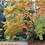 Autumn Leaves: Places to See in washington & oregon