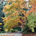 Autumn Leaves: Places to See in washington & oregon