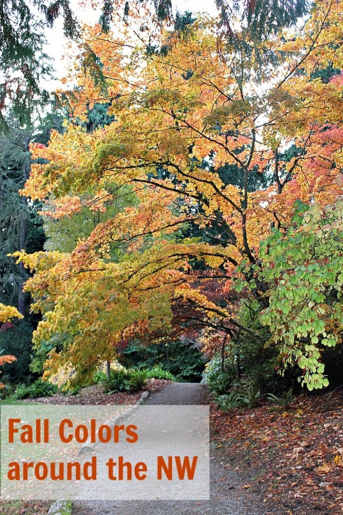 Autumn Leaves: Places to See in washington & oregon