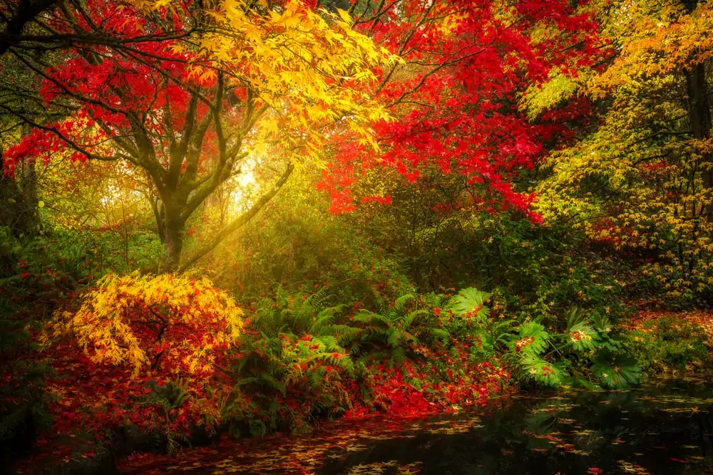 fall foliage at Washington Park Arboretum botanical Garden