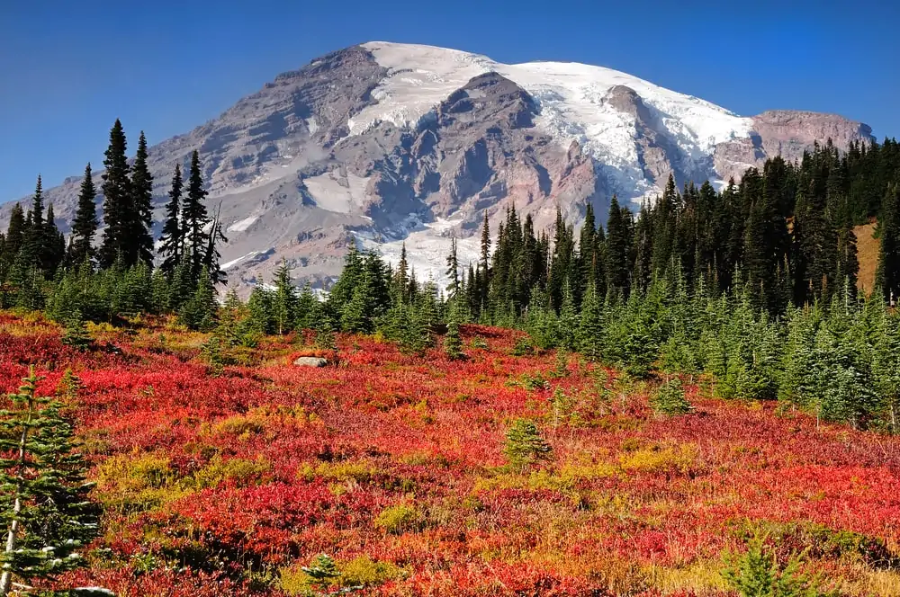 Fall Colors at Mt Rainier