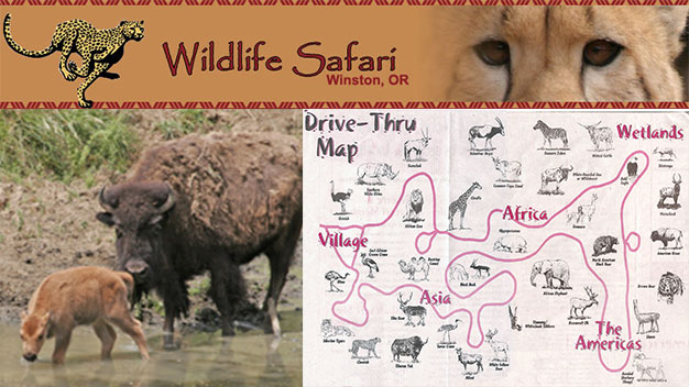 wild animal safari deals