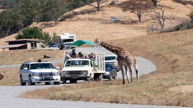 safari drive thru oregon