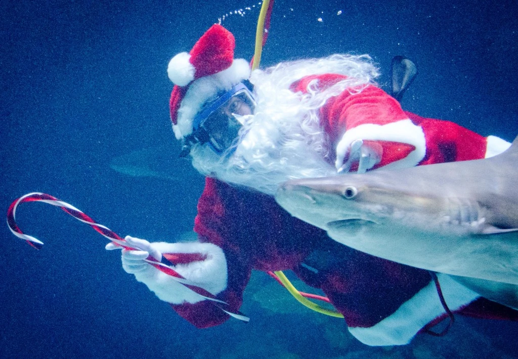 point defiance zoolights giveaway