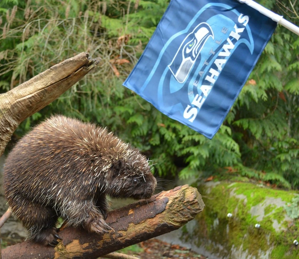 seahawks discount at point defiance and northwest trek