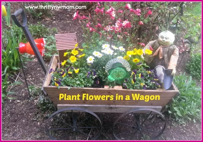 planting flowers in a wagon