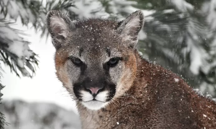 Cougar Mountain Zoo