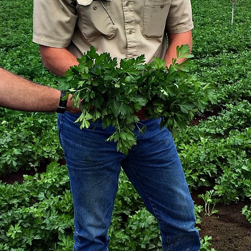 Italian Parsley at Carpinito Farms