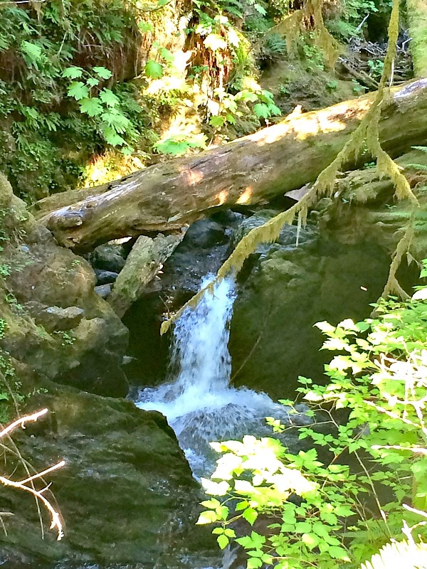 Quinault Rainforest Waterfall
