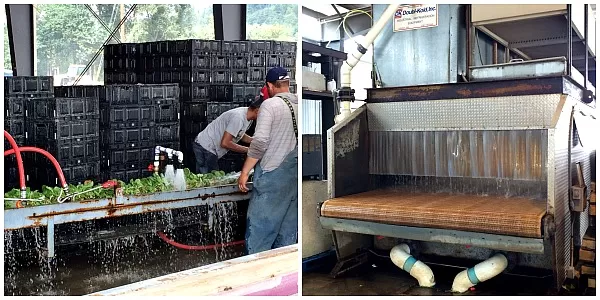 Vegetable Watering System at Carpinito Farms