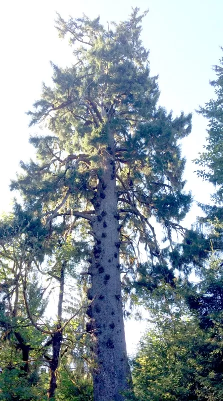 World's Largest Sitka Spruce Tree