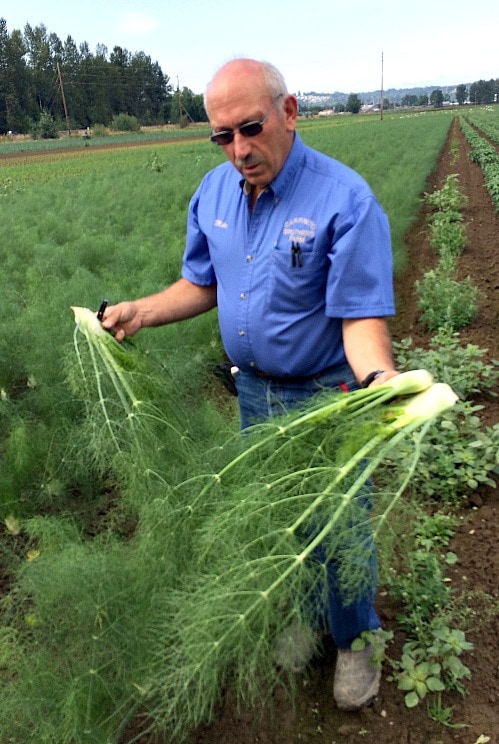 Fennel at Carpinito Farms