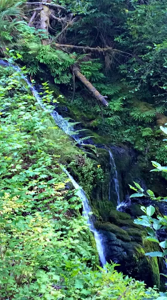 Waterfalls on Quinault Rainforest Hike