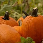 Pacific Northwest Fall Festivals & Pumpkin Patches