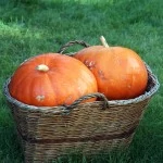 Reviews of Pumpkin Patches and Fall Activities in WA & OR