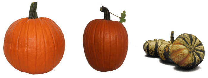 three different types of pumpkins for just $1 each