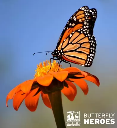 Free Butterfly Garden Starter Kit