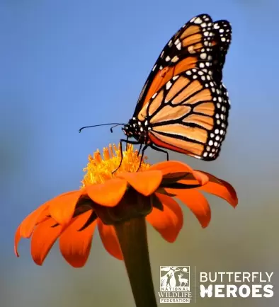 FREE Butterfly Garden Starter Kit