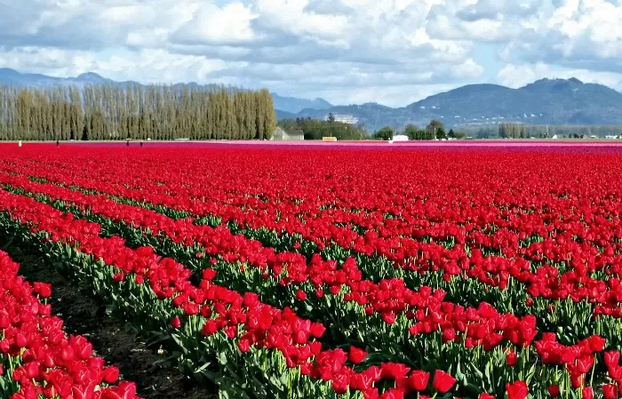 Mt Vernon Tulip Festival