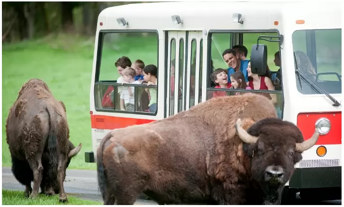 Northwest Trek Wildlife Park Discount: $3 Off with Seahawks Gear on Blue Fridays at Trek & Zoo