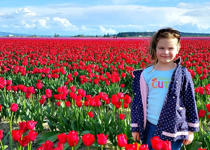 Skagit Valley Tulip Festival in Mt Vernon