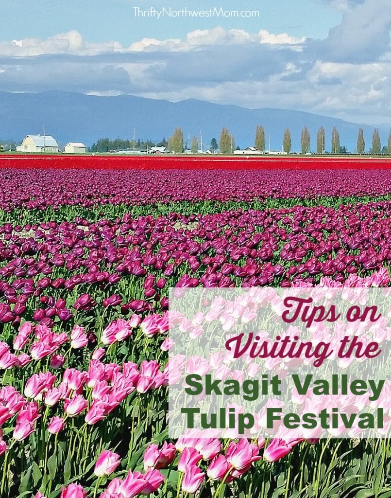 Skagit Valley Tulip Festival Mt Vernon WA  Tips & Places to Visit!