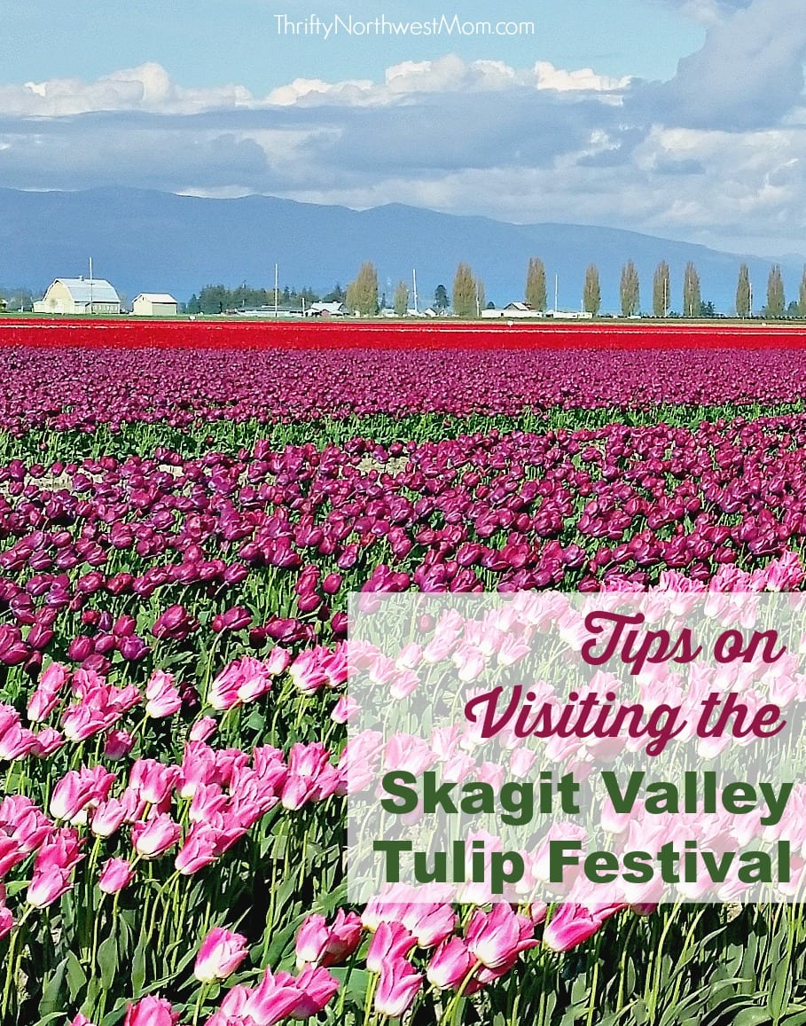 Skagit Valley Tulip Festival Tips Places To Visit