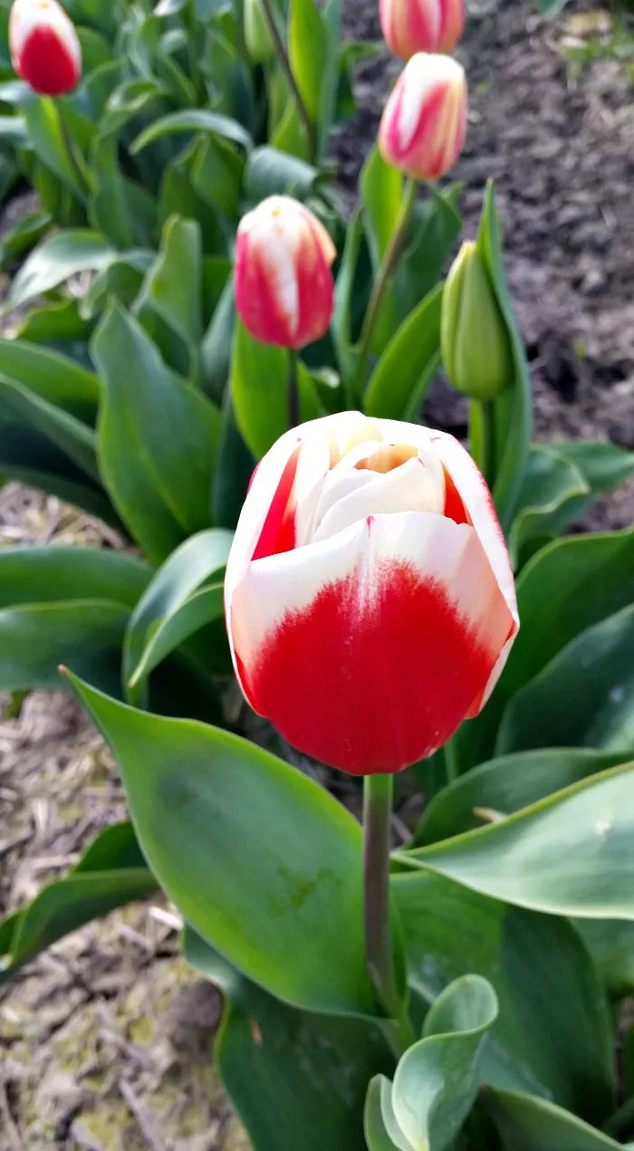 Tulips at the Skagit Valley Tulip Festival