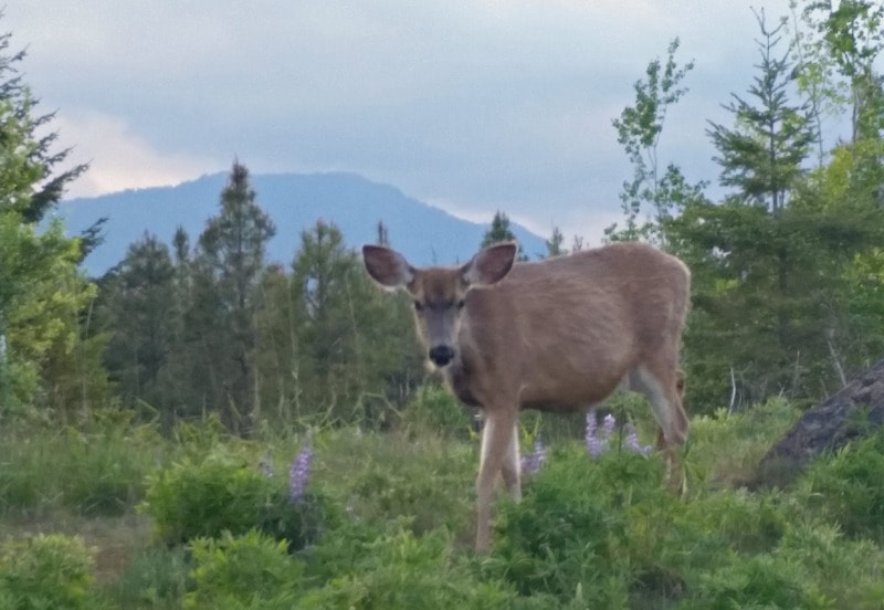 Wildlife around Suncadia Resort