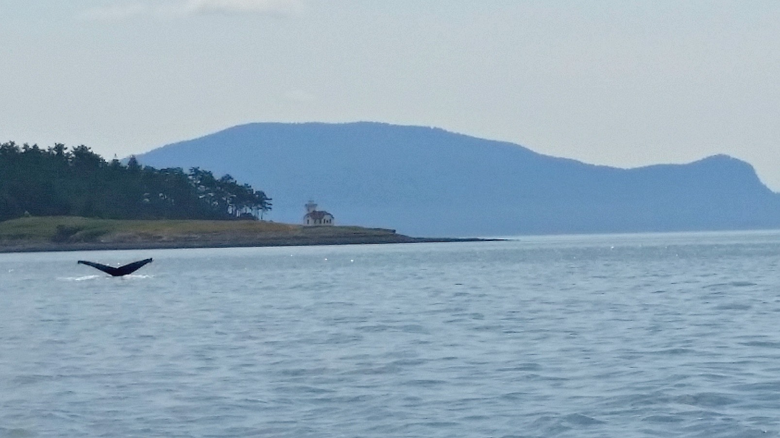 Whale Watching in San Juans Islands