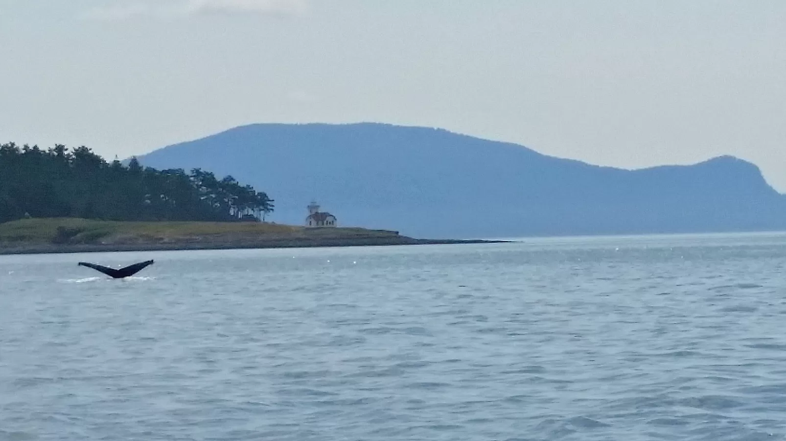 Whale Watching in San Juans Islands