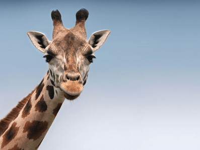 Wildlife Safari