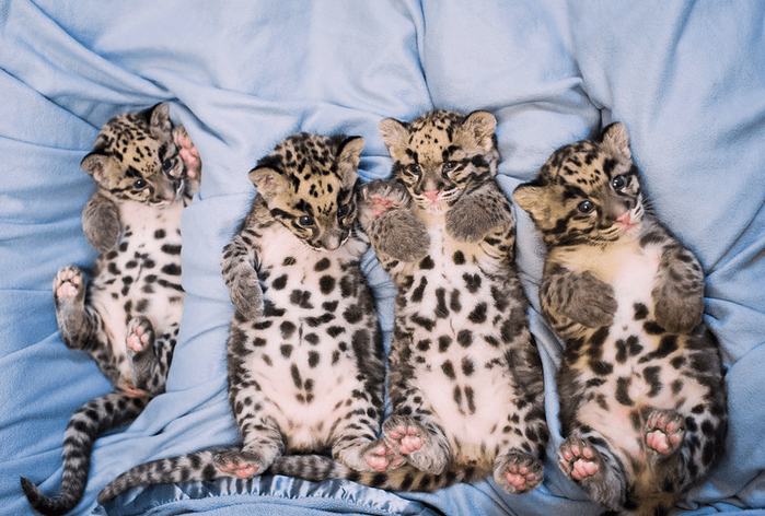 Point Defiance Zoo Cubs