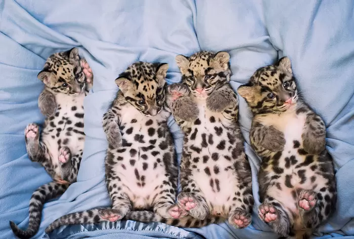 Point Defiance Zoo Cubs