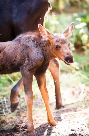 Northwest Trek Baby Moose