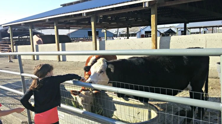 Carpinito Cows