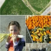 Carpinito Brothers Pumpkin Patch