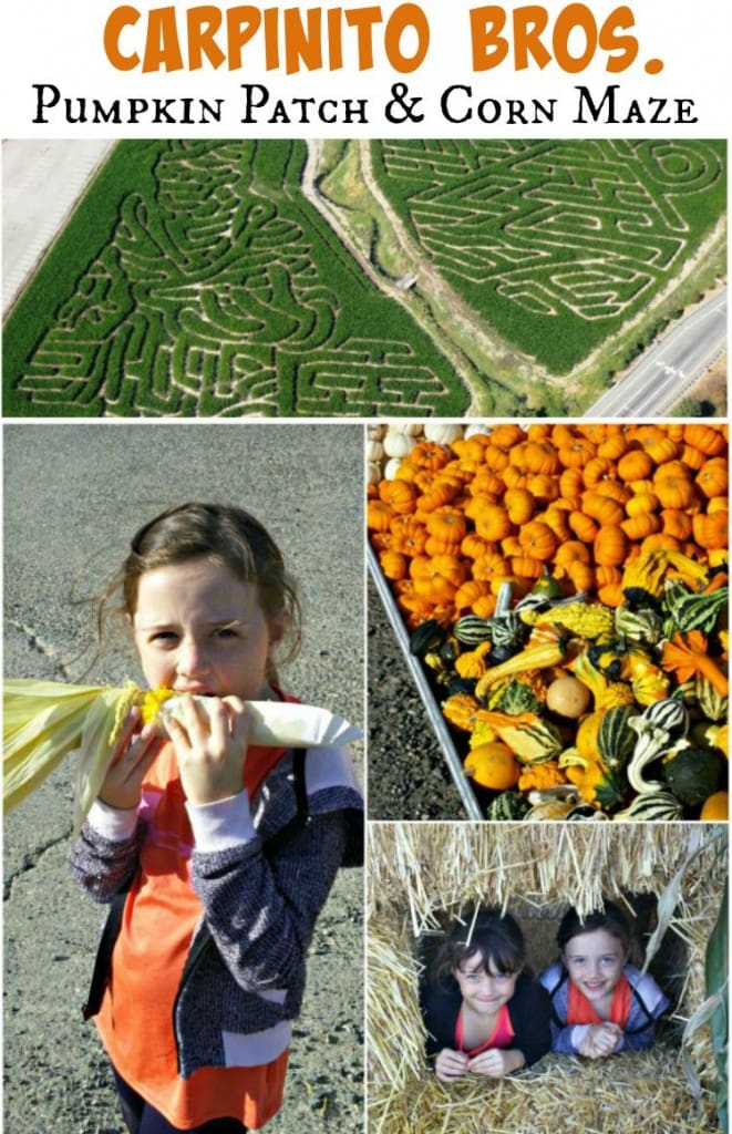 Carpinito Bros. Pumpkin Patch & Corn Maze