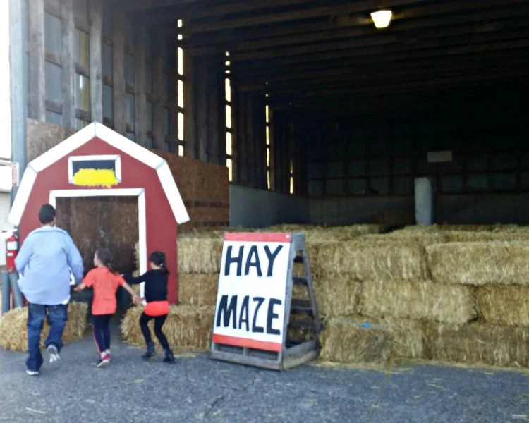 Hay Maze