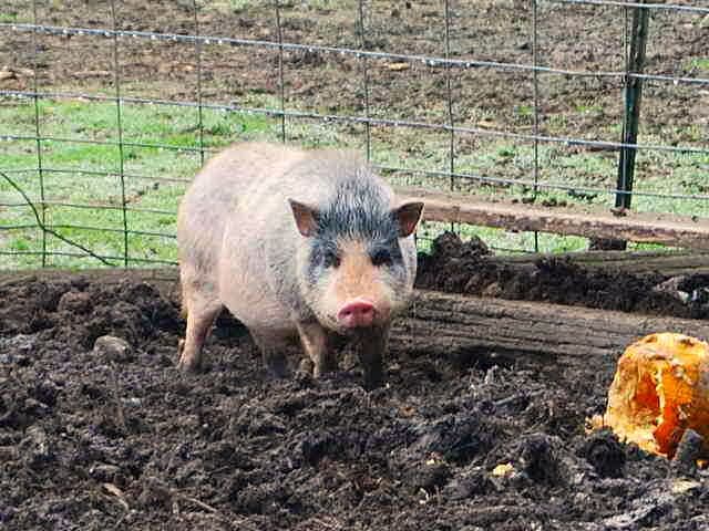 Farm Animals at Hunter Farms Pumpkin Patch in Hood Canal Area of WA