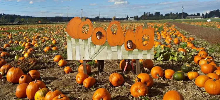 carpinitos pumpkin farm