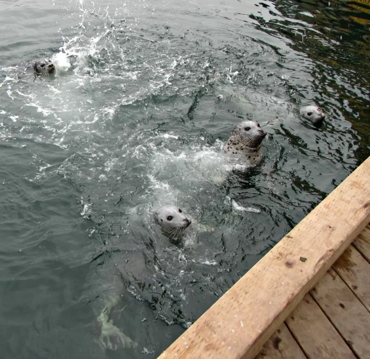 Fishermans warf feed the seals