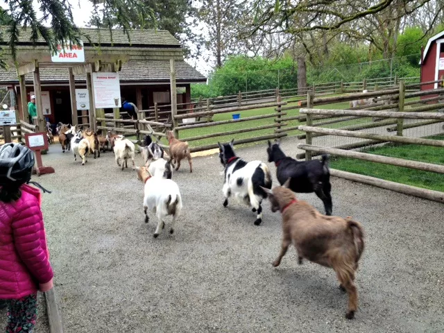 Running of the goats 2