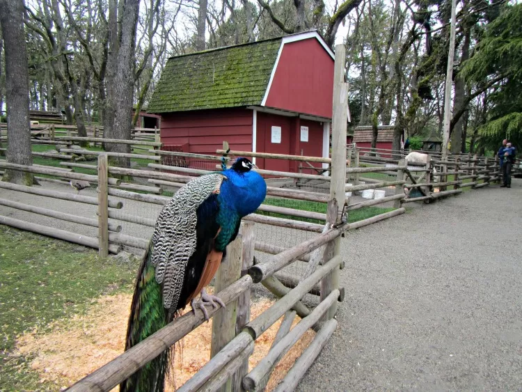 VIctoria Petting Zoo Peacock