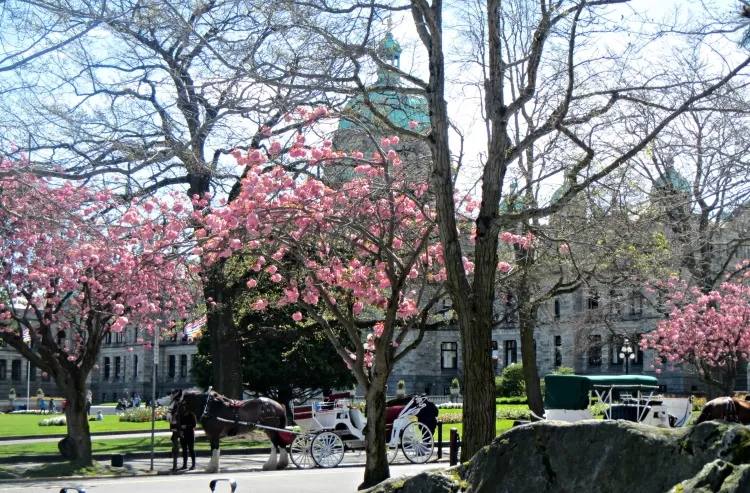 Victoria Carriage Ride